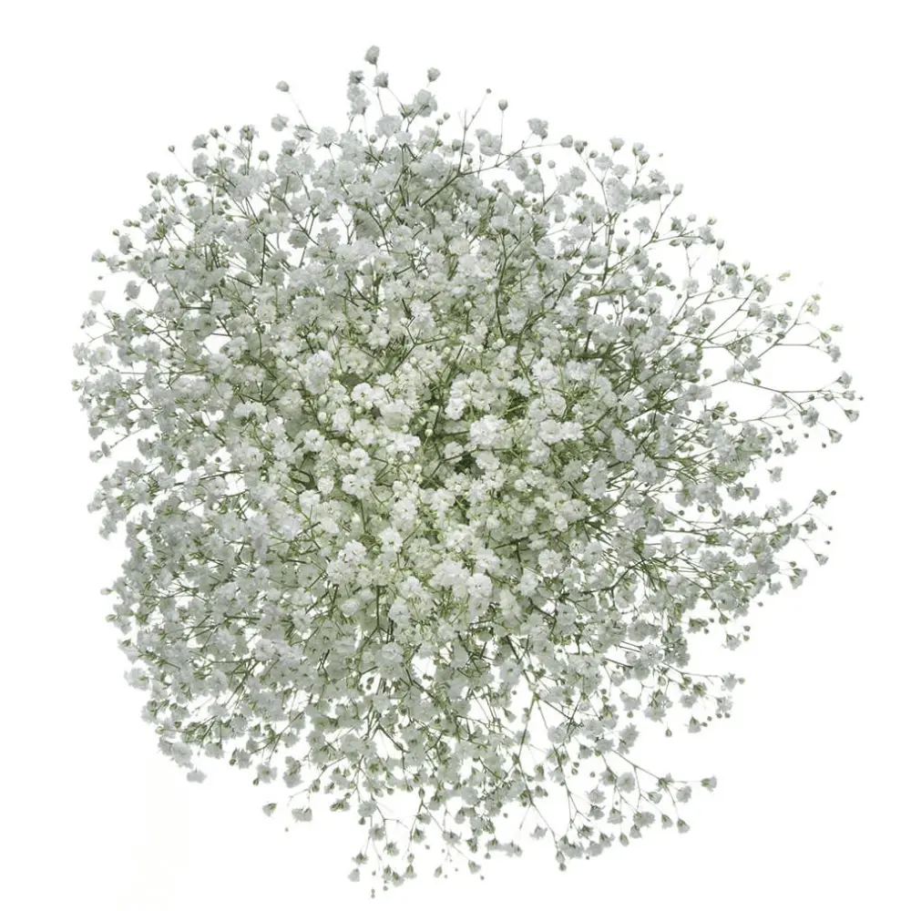 GYP Baby's Breath Xlence 260g