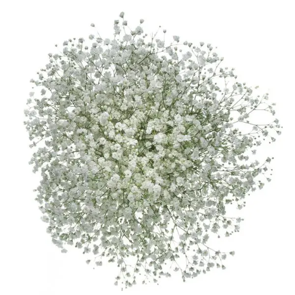 GYP Baby's Breath Xlence 260g