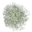 GYP Baby's Breath Xlence 260g