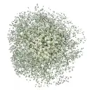 GYP Baby's Breath Xlence 260g