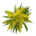Solidago Yellow Tara/Glory 