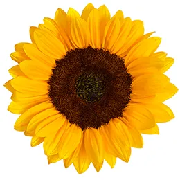 Medium Sunflowers Vincent 