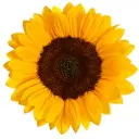 Medium Sunflowers Vincent 