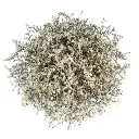 Caspia White Misty