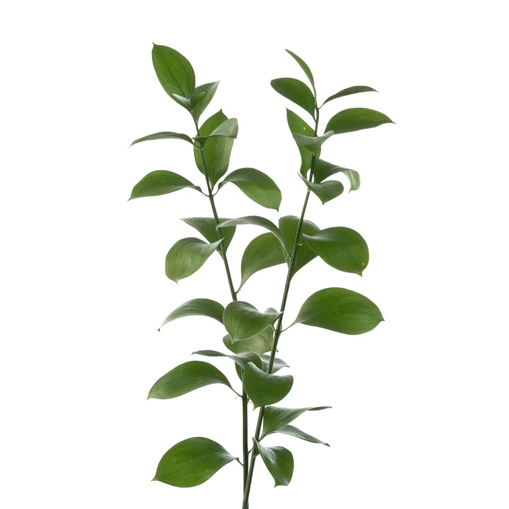 Israeli Ruscus 