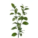 Israeli Ruscus 