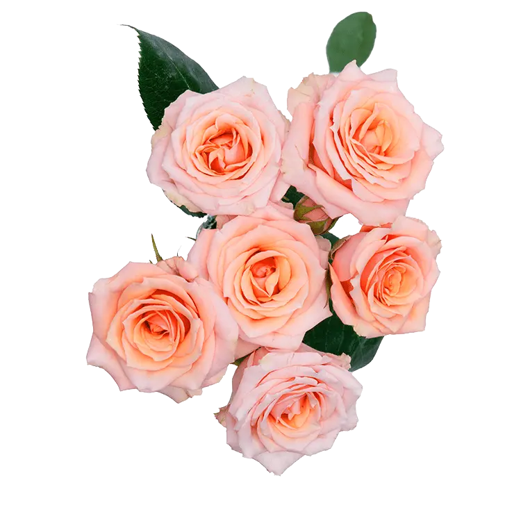 Spray Roses Peach Rosever 