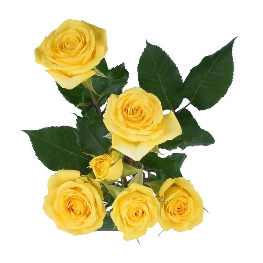Spray Roses Yellow Golden Blossoms