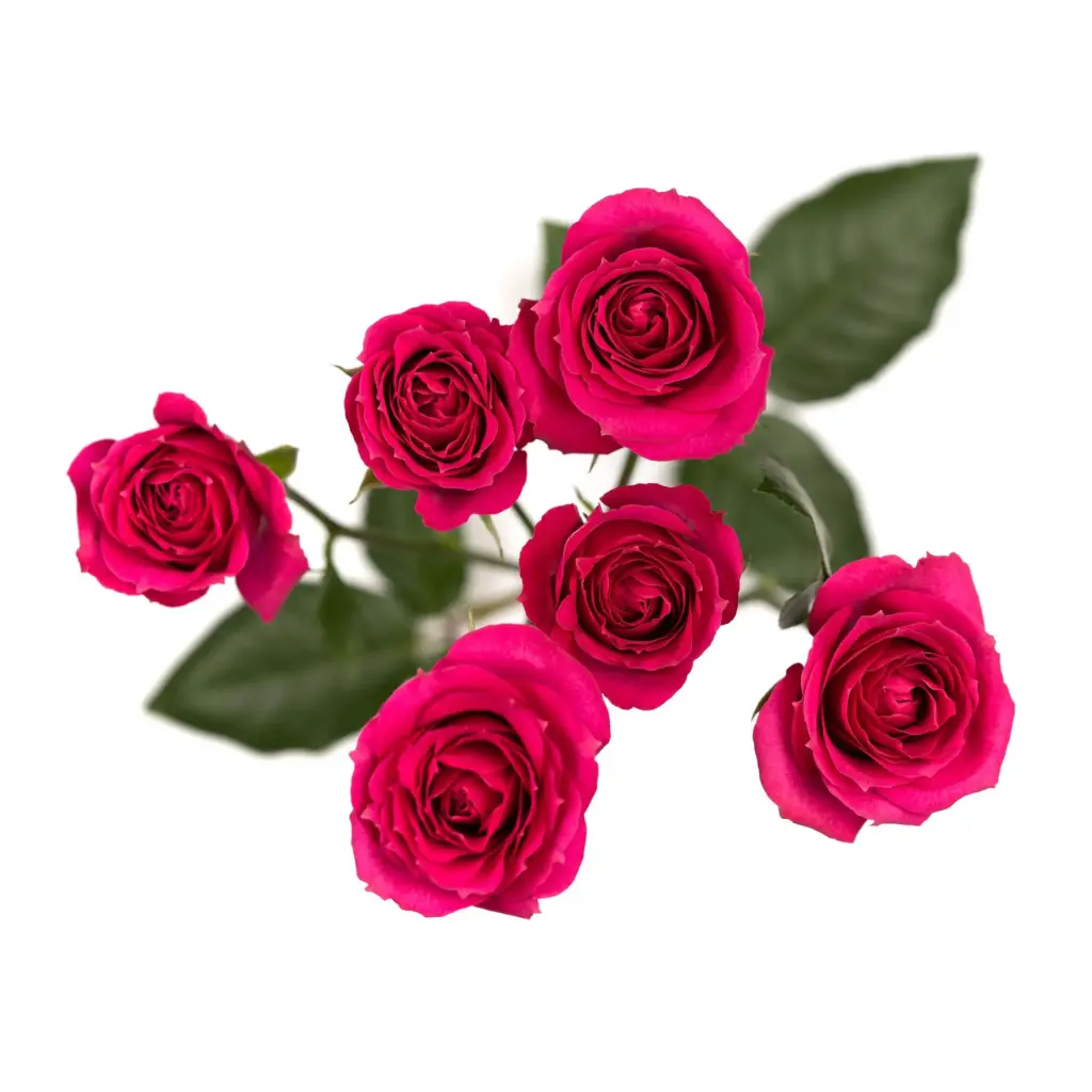 Spray Roses Pink Boom 