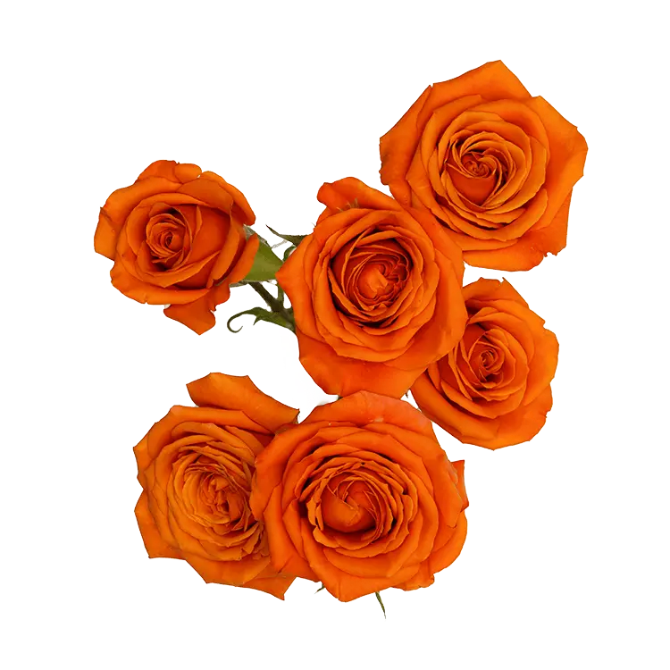 Spray Roses Bright Orange Sensation 