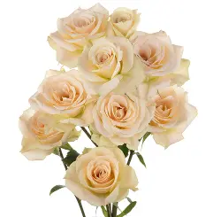 Spray Roses Peach Creta 