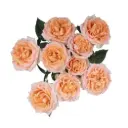 Spray Roses Peach Aurus 