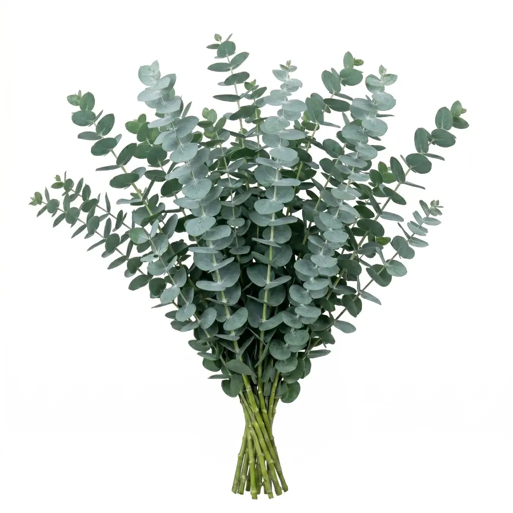 Eucalyptus Baby Blue