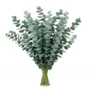 Eucalyptus Baby Blue