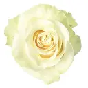 50cm Roses White Mondial 