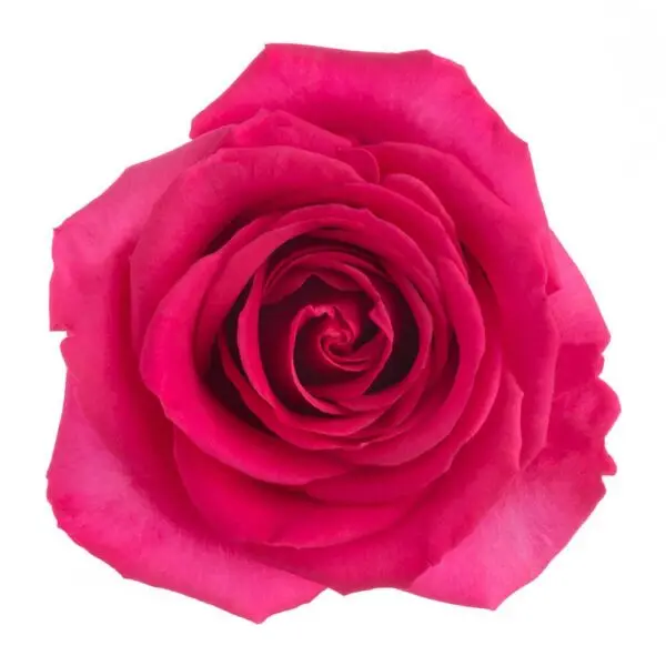 40cm Roses Deep Pink Floyd 