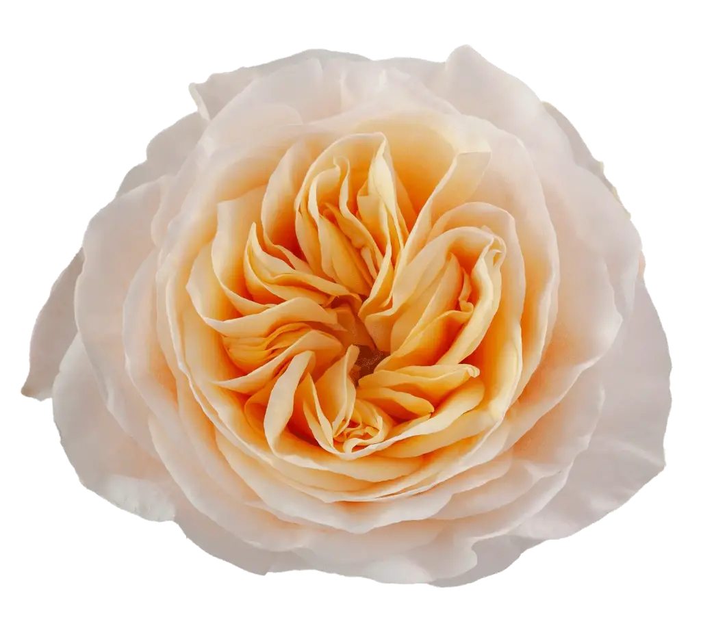 50cm Garden Roses Kings Cross 