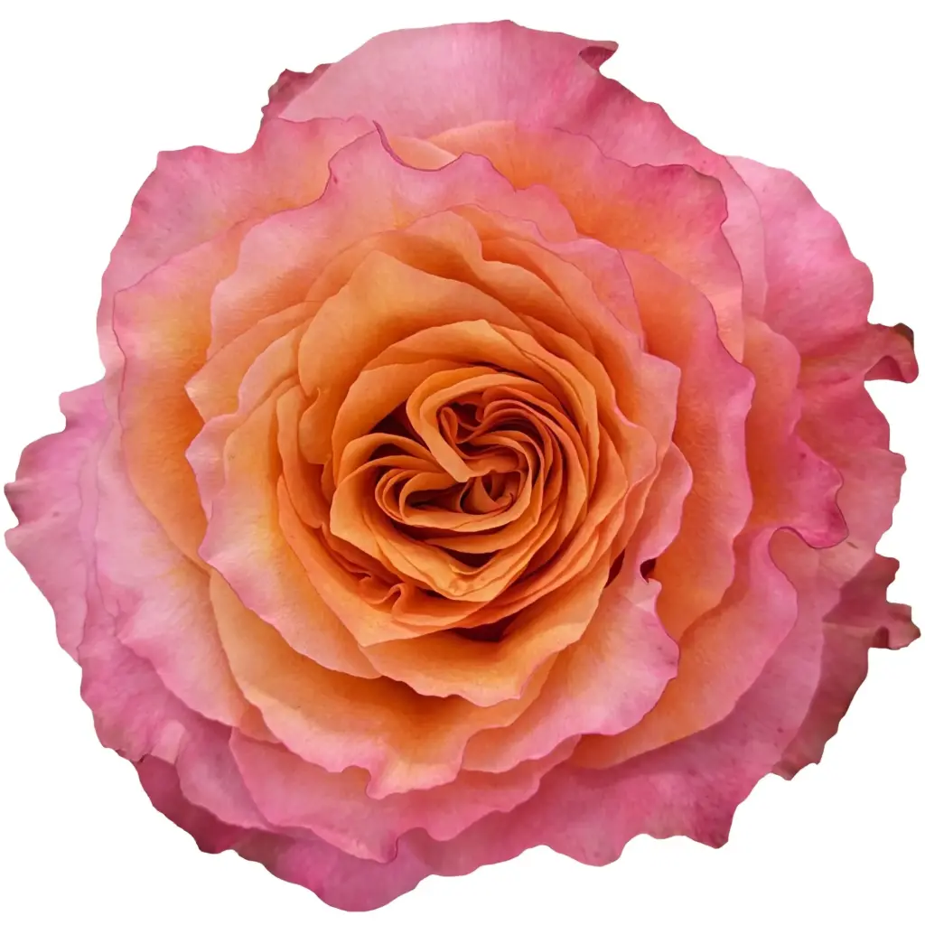 40cm Roses Orange/Pink Free Spirit