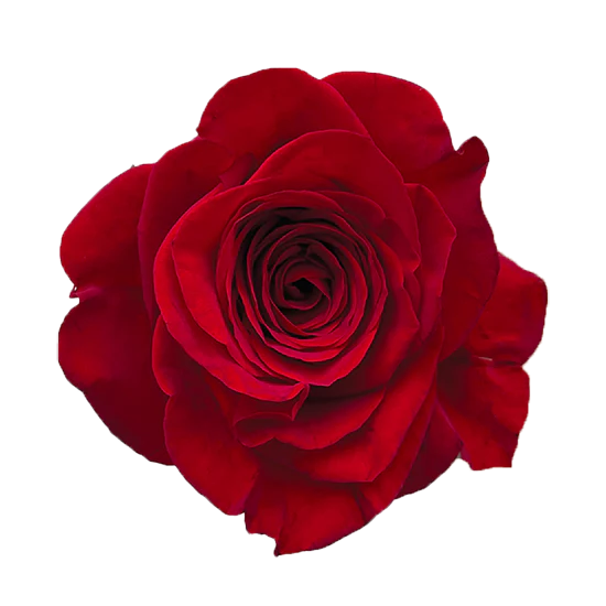 40cm Roses Red Freedom