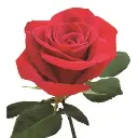 40cm Roses Red Freedom