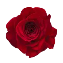 40cm Roses Red Freedom