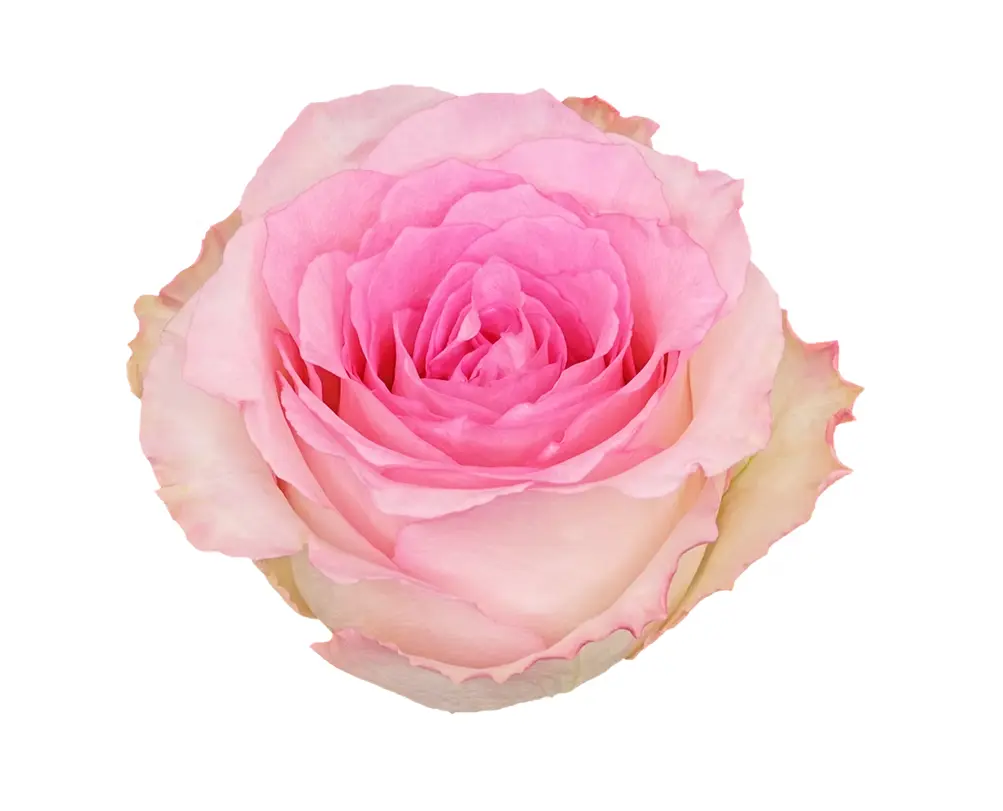 40cm Roses Medium Pink Mandala 