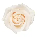 50cm Roses Vendela White