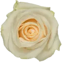 50cm Roses White Vendela 