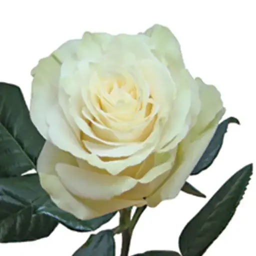 40cm Roses Mondial White
