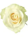 40cm Roses White Mondial