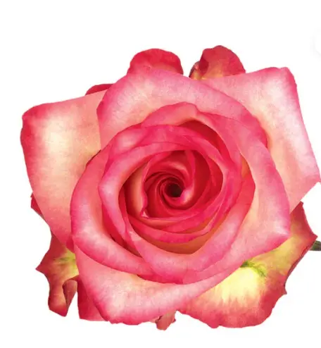 40cm Roses Bi Color Coral Blush 