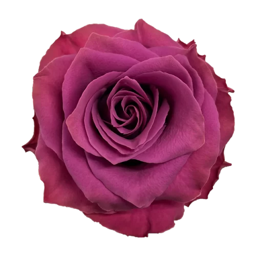 50cm Roses Magenta Purple Ascot