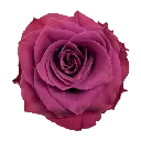 40cm Roses Magenta Purple Ascot
