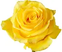 50cm Roses Brighton Yellow