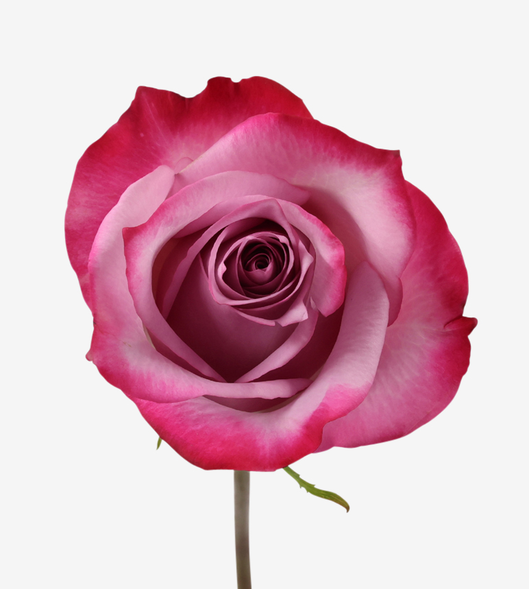 40cm Roses Deep Purple