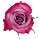 40cm Roses Deep Purple