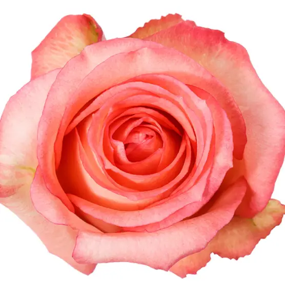 40cm Roses Bi-Color Pink Imagination 