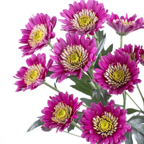  Buttons Purple Troyes