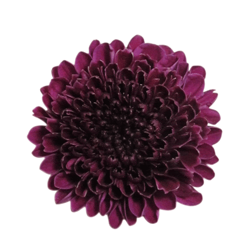 Buttons Purple Uva 
