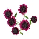 Buttons Deep Purple Uva 