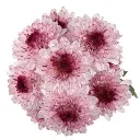 Buttons Bi Color Lavender & Purple Shortcake