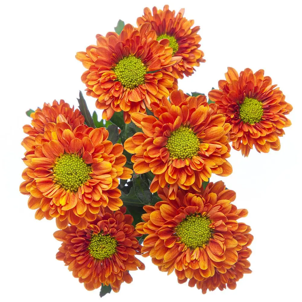 Buttons Orange Florange 