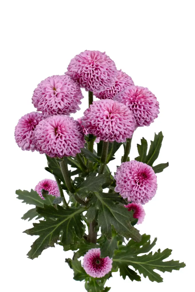 Micropoms Lilac Karol (10st)