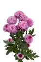 Micropoms Lilac Karol (10st)