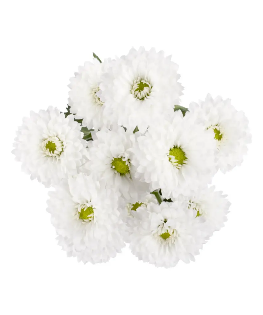 Micropom White Esperanza (10st)