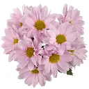 Daisies Pink Aquarel
