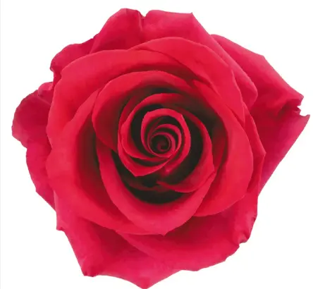 40cm Roses Hot Pink Paris 