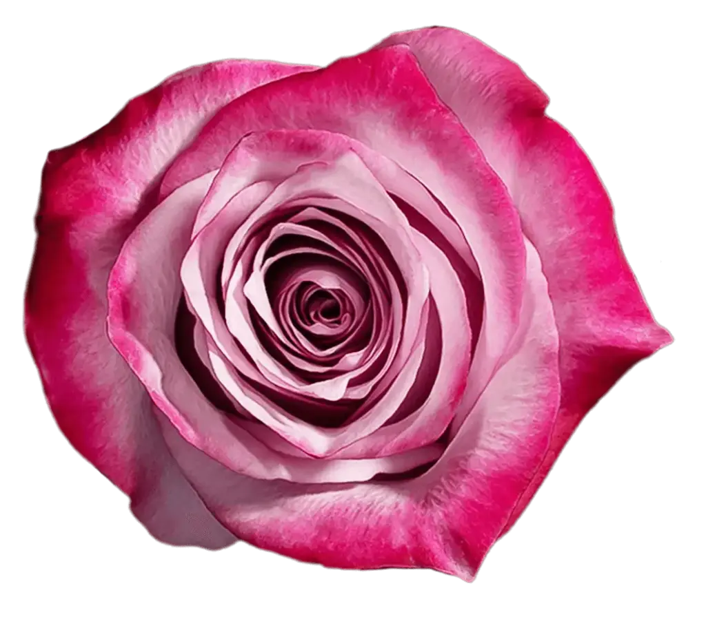 50cm Roses Deep Purple