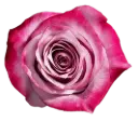 50cm Roses Deep Purple