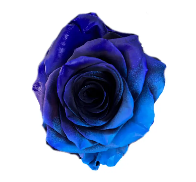 50cm Roses Tinted Mirabel
